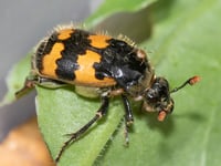 Nature Diary by Geoff Foale | Nature Revisited