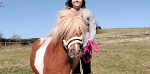 Shetland pony Sherbert's new home after court case