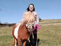 Shetland pony Sherbert's new home after court case