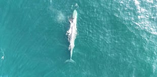 Fin whales and dolphins spotted off Devon