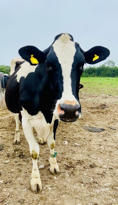 The star patient - South Moor Vets