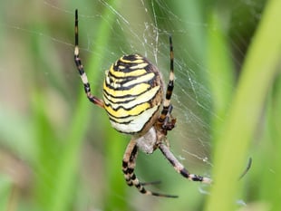 Geoff Foale's nature diary: Wasp spiders found
