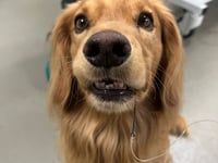 Tails from South Moor | by Veterinarian Lucy Morrison