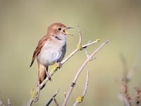 Richard Jefferies' wildlife journey