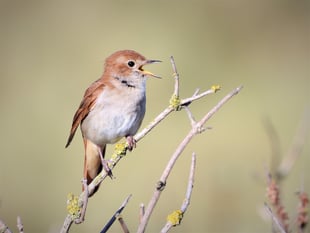 Richard Jefferies' wildlife journey