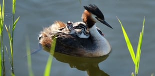 Nature Diary by Mike Hitch | cygnets and grebes thrive at slapton ley