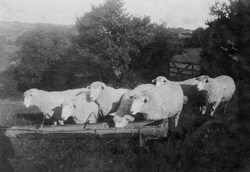 Higher Coombe Farm, East Allington - Rams at feeding trough 1931