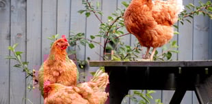 Devon residents urged to adopt hens with British Hen Welfare Trust