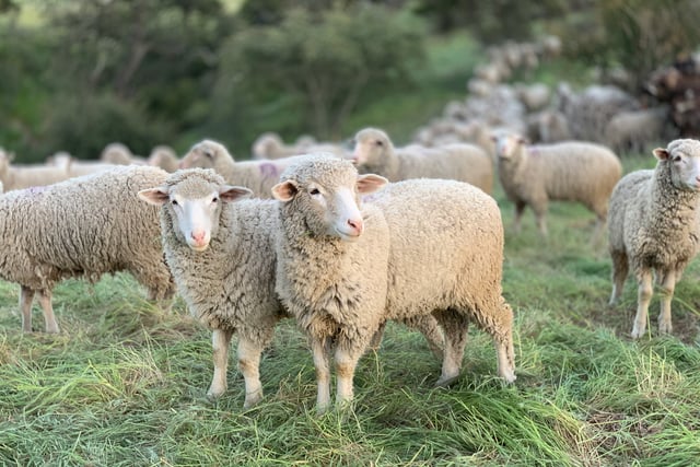 Bluetongue detected in Devon livestock