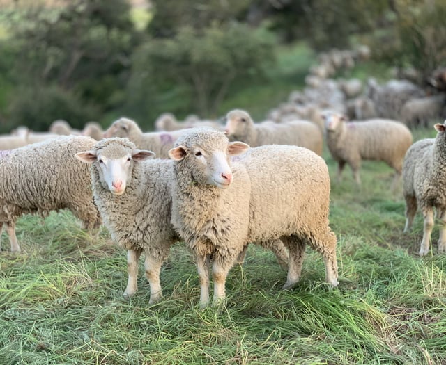 Bluetongue detected in Devon livestock