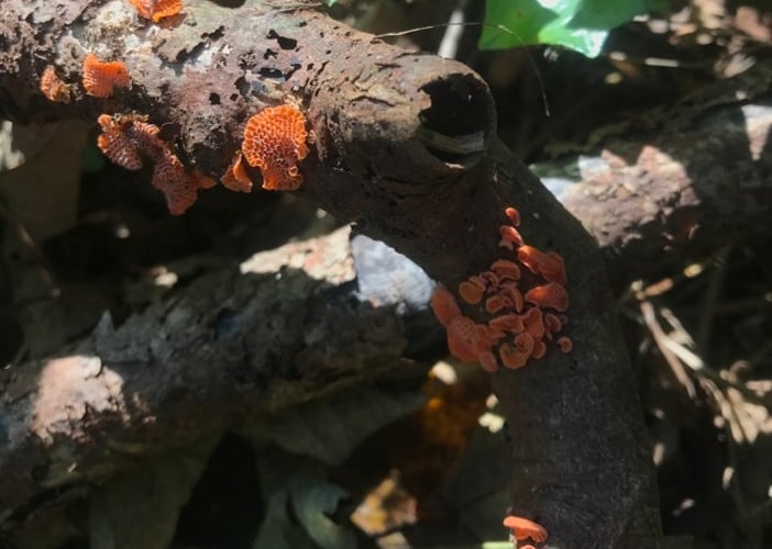 Credit BMS Mark Ramsdale – Orange Ping Pong Bat Fungus
