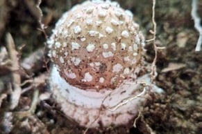 Credit BMS Mark Ramsdale – Amanita species