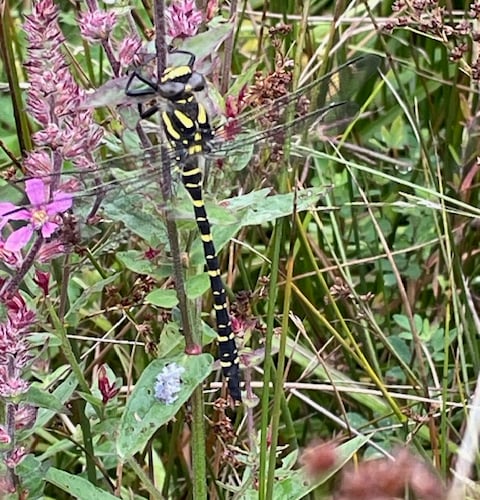Golden Ringed Dragon Fly - Mike Hitch
