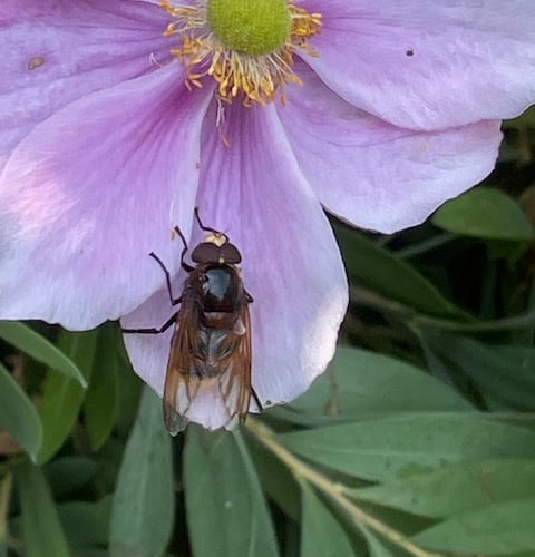 Volucella hoverfly - Mike Hitch