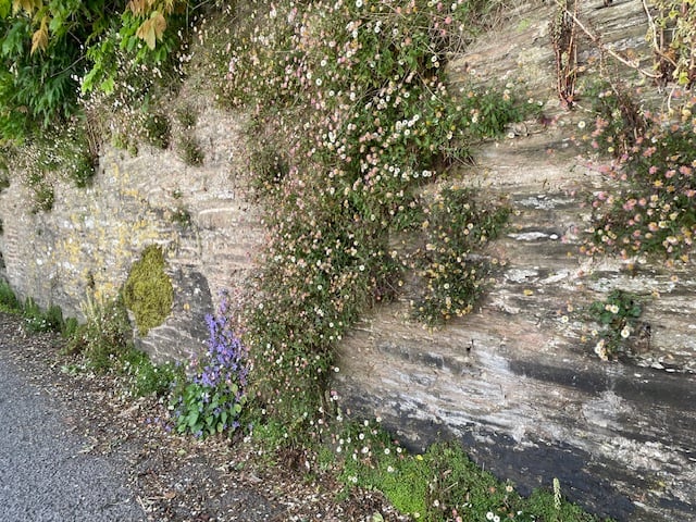 Mexican fleabane and campanula - Mike Hitch 