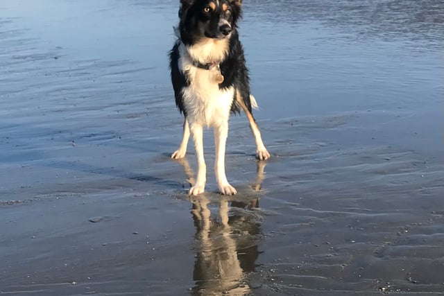 Tails from South Moor Vets | a Ruff Landing by vet Will McMullan