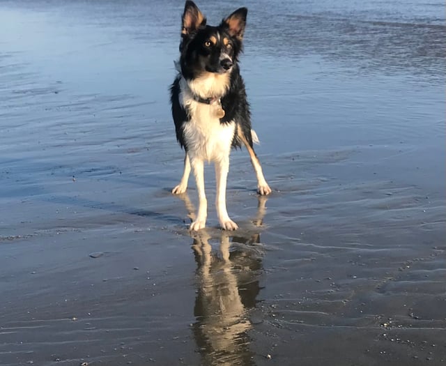 Tails from South Moor Vets | a Ruff Landing by vet Will McMullan