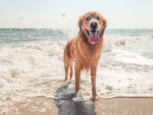 Local vet practices launch new app targets dog arthritis