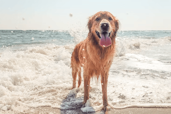 Dog on beach stock image