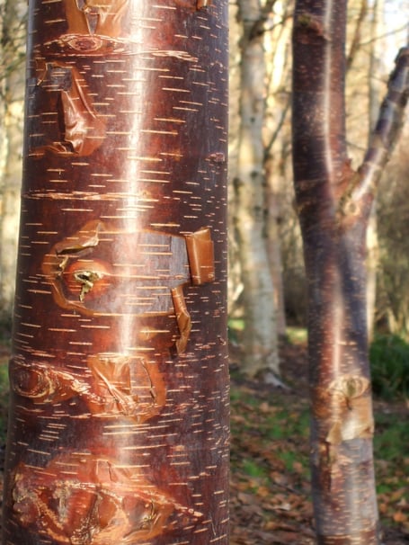 The Himalayan birch Mount Luoji has beautiful bark.
