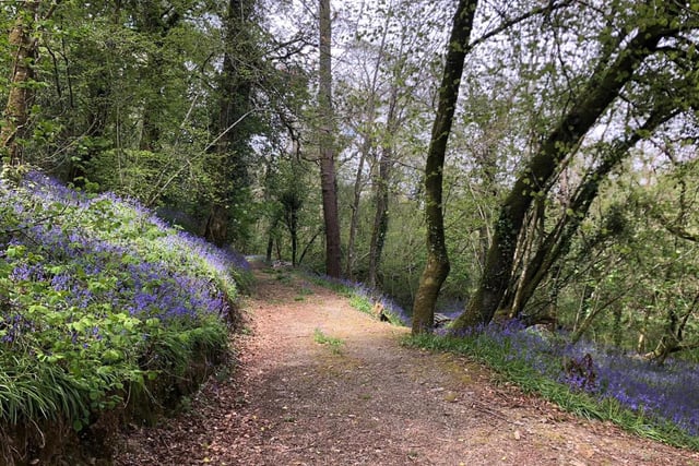 Tesco's Stronger Starts backs Kingsbridge woodland project