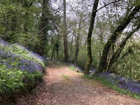 Tesco's Stronger Starts backs Kingsbridge woodland project