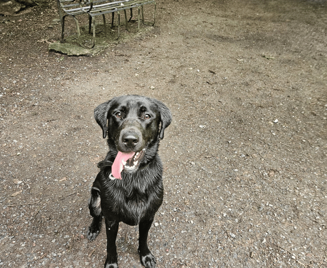 Tails from South Moor | Silly Goose by vet Lilly Cross