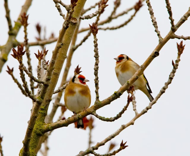 Nature Diary by Alice Henderson | Gathering Birds 
