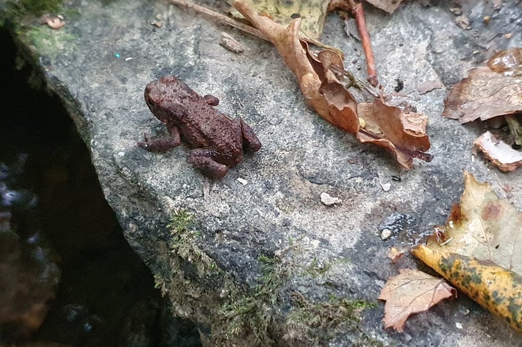 Baby Toad - Alice Henderson