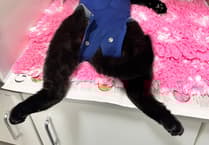 Dart Recovers After Life-Threatening Illness