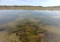 Seagrass conservation in South Devon