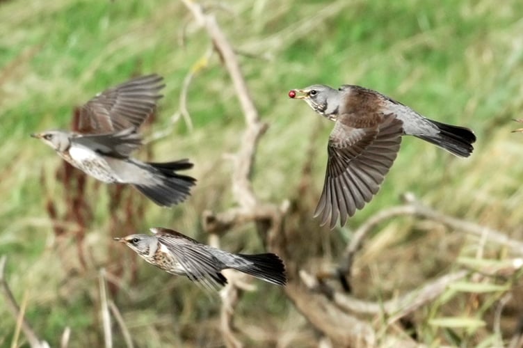 Lloyd Gray Fieldfares - Spor the oe with the Hawthorn berry