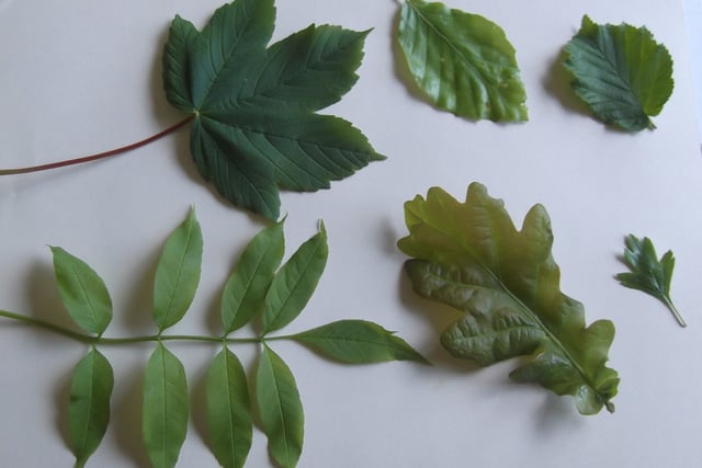 Nature Diary by Gordon Waterhouse | Autumn leaves and nature’s puzzles