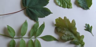 Nature Diary by Gordon Waterhouse | Autumn leaves and nature’s puzzles