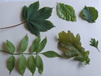 Nature Diary by Gordon Waterhouse | Autumn leaves and nature’s puzzles