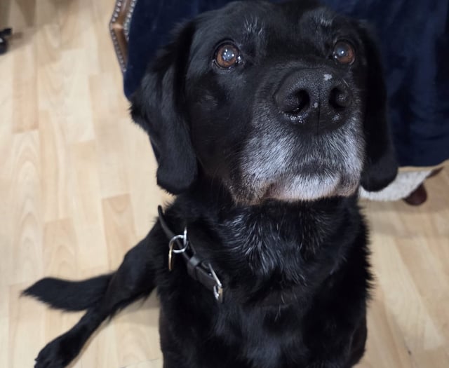 Tails from South Moor by vet Will McMullan | Pickle in a pickle