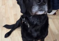 How Pickle's surgery saved the safari