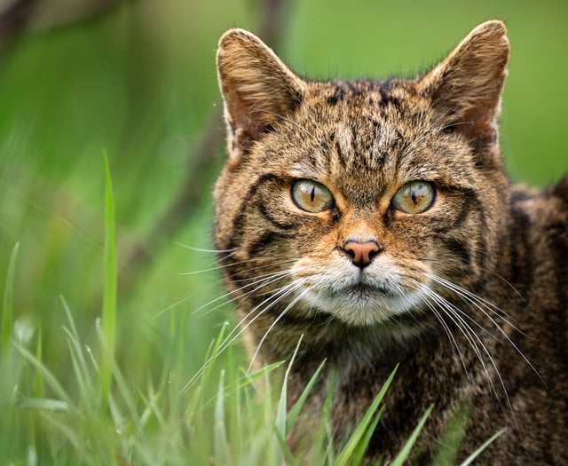 New report finds return of wildcats to Devon is feasible