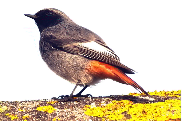 Male Black Redstart by Paul Rossiter