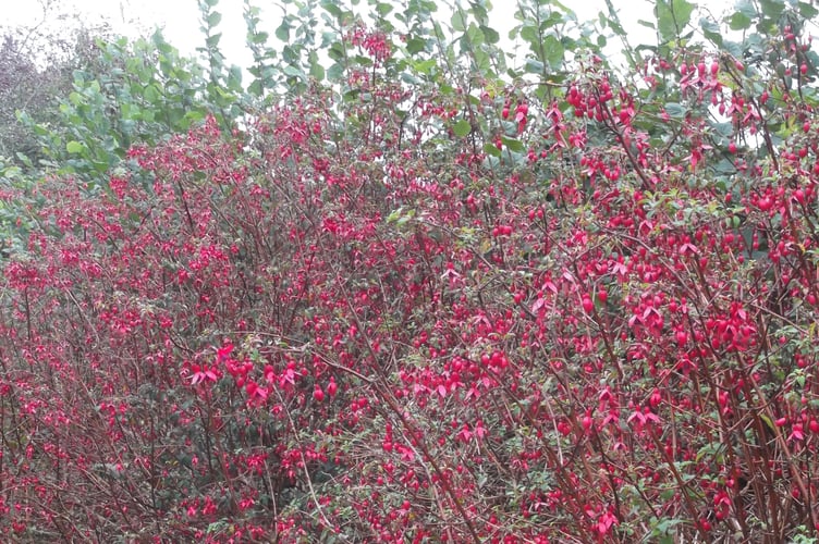 The fuschia hedge in Barbara and Gordon’s garden - Gordon Waterhouse