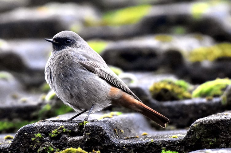 First year or adult female Black Redstart Paul Rossiter
