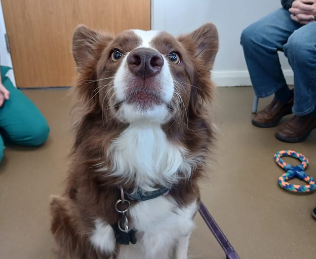 Tails from South Moor | by Alice Gullick (RVN)