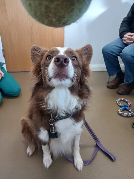 Isla the Border Collie