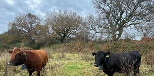Reviving rare Heath Lobelia in Devon