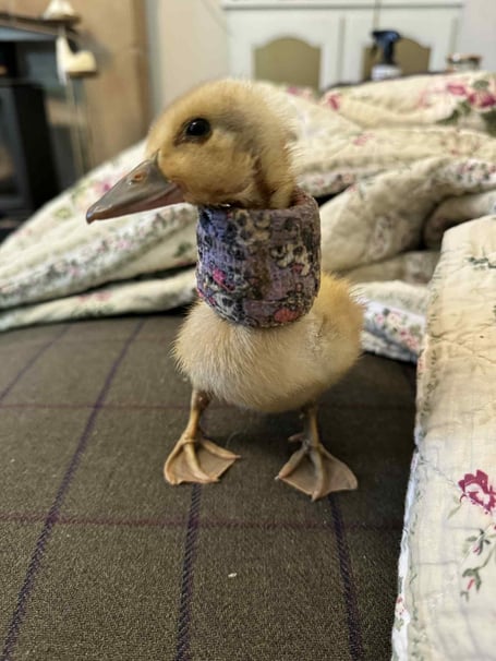 Jemima the Duckling