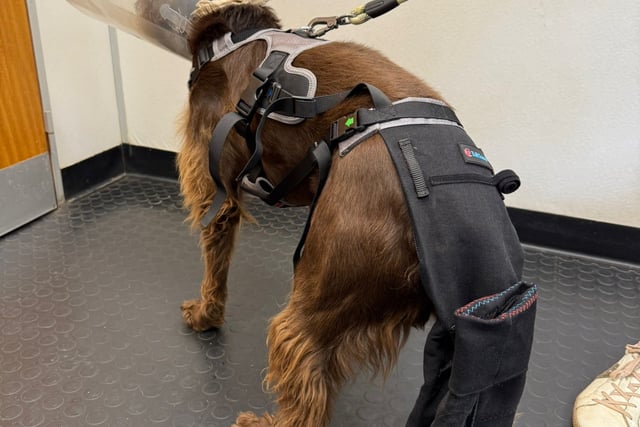 Tails from South Moor by Vet Melissa Gunter | Marvel-ous Tail Rescue