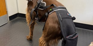 Tails from South Moor by Vet Melissa Gunter | Marvel-ous Tail Rescue