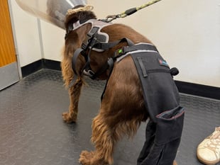 Tails from South Moor by Vet Melissa Gunter | Marvel-ous Tail Rescue