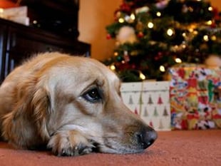 Vets warn dog owners of Christmas chocolate and raisin dangers