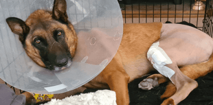 Retired police dog RPD Max's surgery success